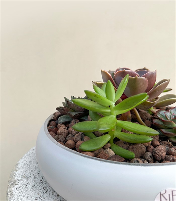 Deluxe Sukulent Bahçesi