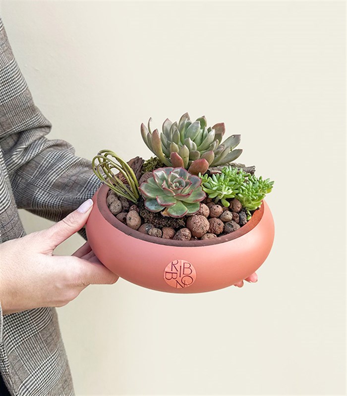 Mini Somon Saksıda Sukulent Bahçesi