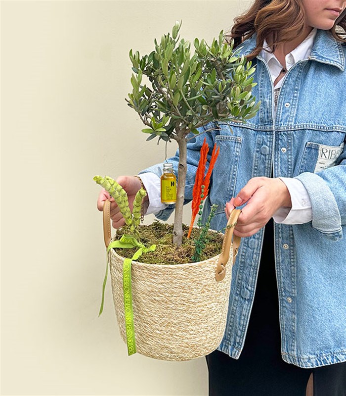 Deluxe Hasır Sepette Zeytin Ağacı