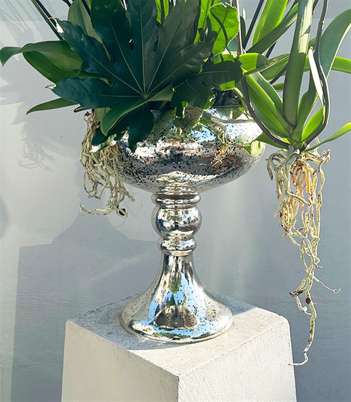 Royal Deluxe Eskitme Saksı 20 Dallı Beyaz Orkide