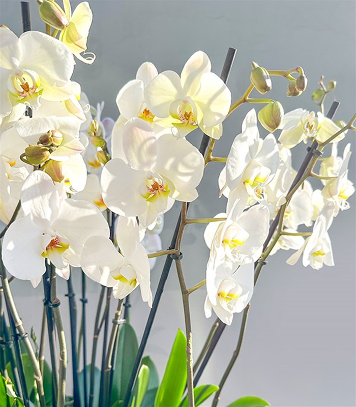 Royal Deluxe Eskitme Saksı 20 Dallı Beyaz Orkide