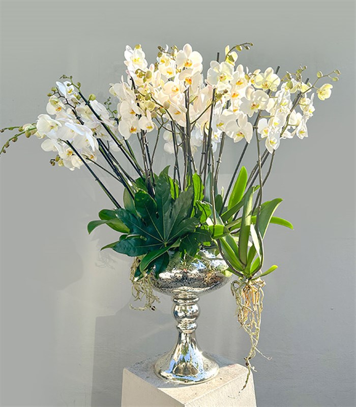 Royal Deluxe Eskitme Saksı 20 Dallı Beyaz Orkide