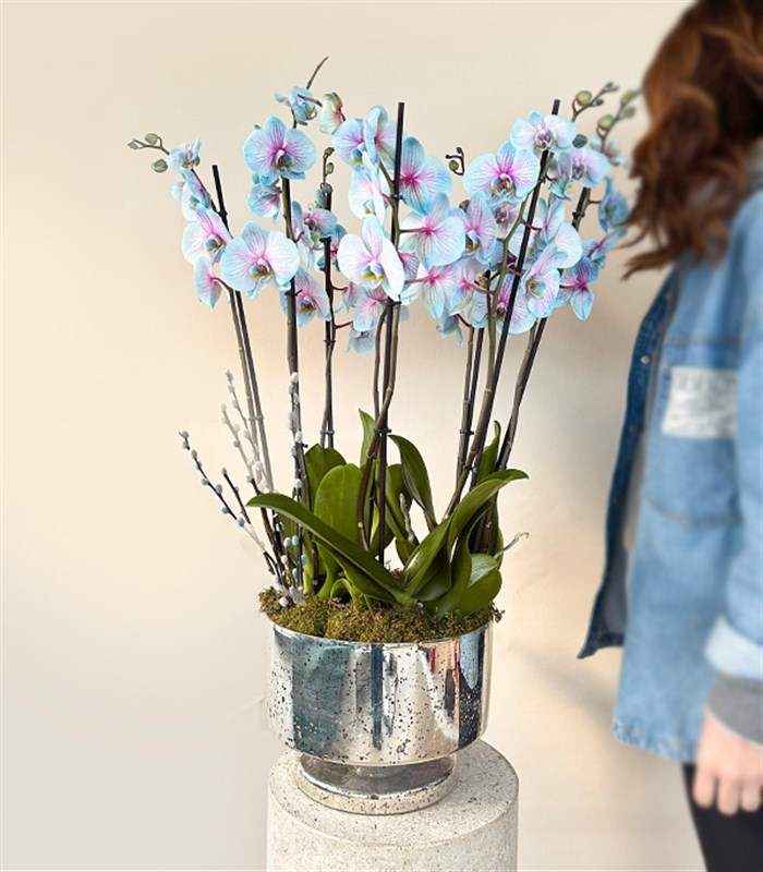 Royal Deluxe Silver Saksı 8 Dallı Orkide Mavi Pembe Orkide Bubble Gum