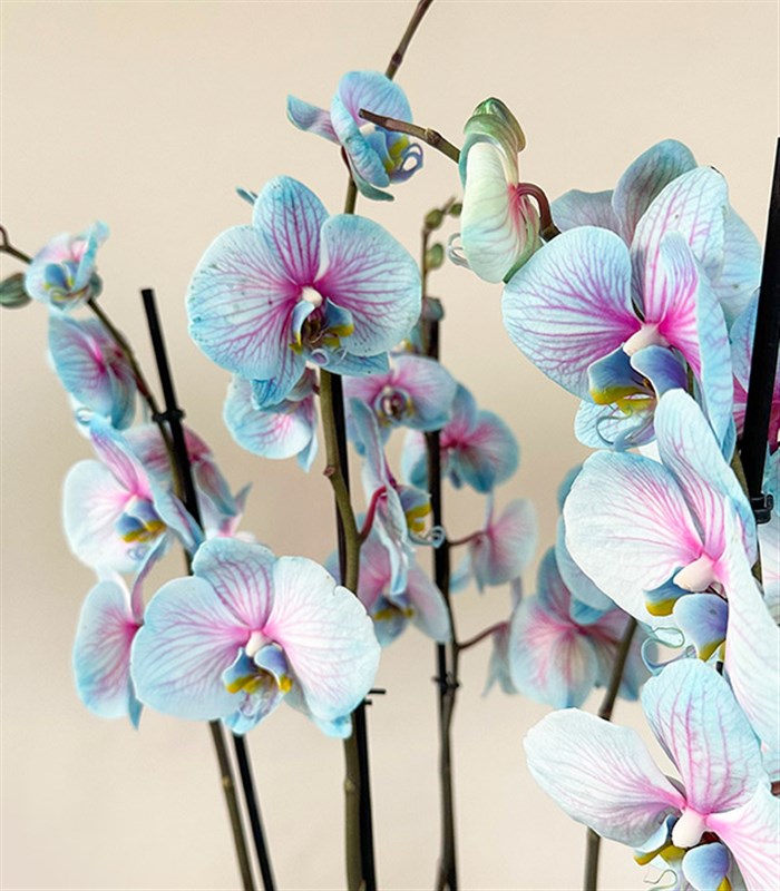 Royal Deluxe Silver Saksı 8 Dallı Orkide Mavi Pembe Orkide Bubble Gum