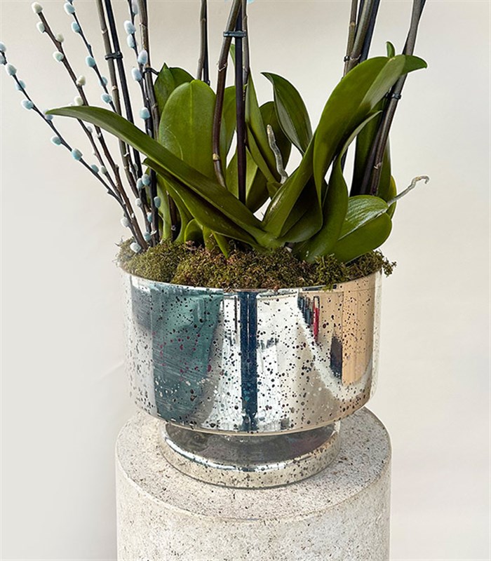 Royal Deluxe Silver Saksı 8 Dallı Orkide Mavi Pembe Orkide Bubble Gum