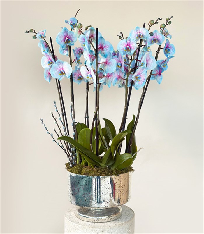 Royal Deluxe Silver Saksı 8 Dallı Orkide Mavi Pembe Orkide Bubble Gum