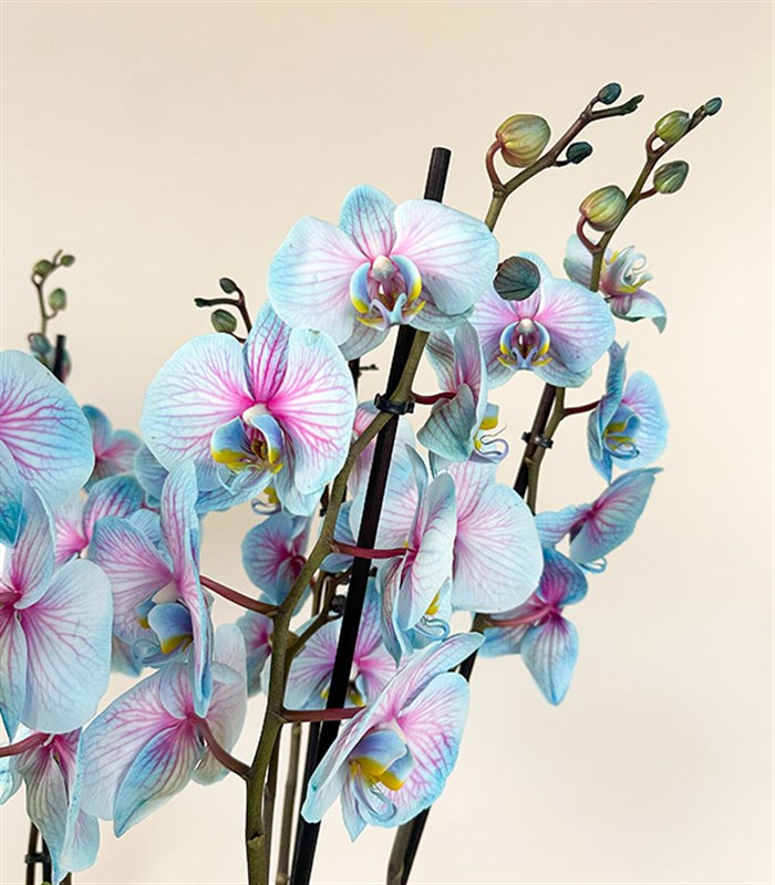 Royal Deluxe Silver Saksı 8 Dallı Orkide Mavi Pembe Orkide Bubble Gum