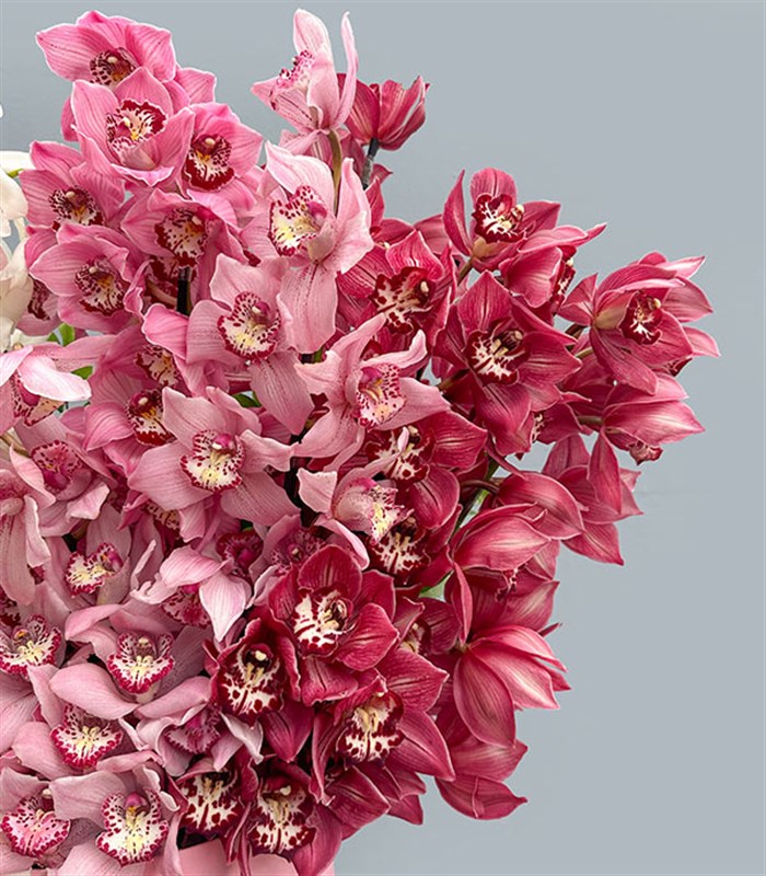 Royal Deluxe Şeker Pembe Kutuda Cymbidium Orkide Aranjmanı