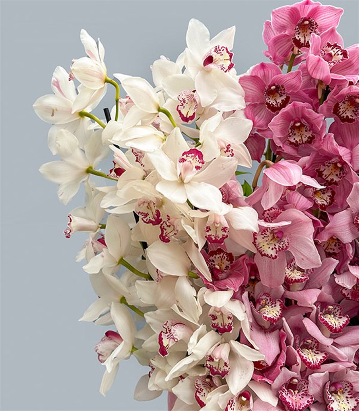 Royal Deluxe Şeker Pembe Kutuda Cymbidium Orkide Aranjmanı