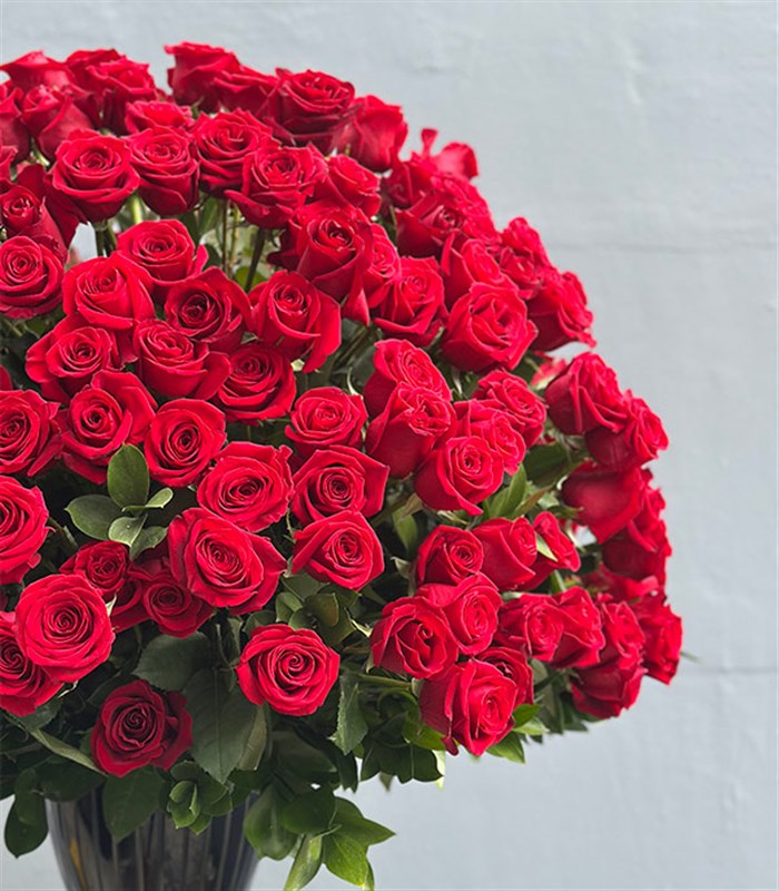 Aphrodite 251 Kırmızı Gül Panoramik Royal Deluxe Aranjman