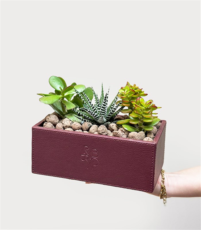 Bordo Deri Kutuda Sukulent