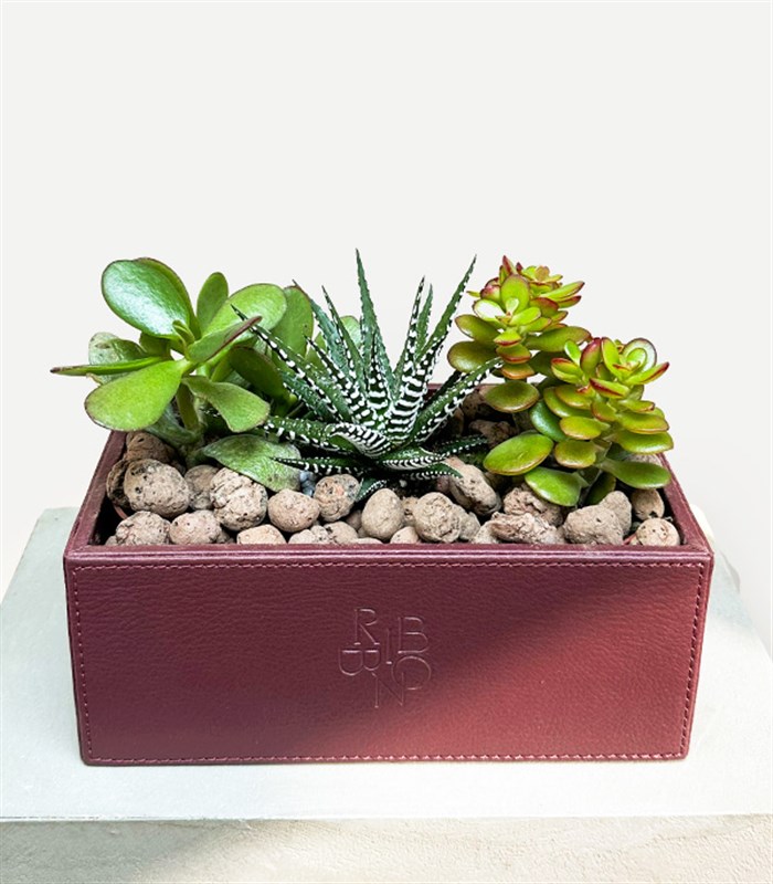 Bordo Deri Kutuda Sukulent
