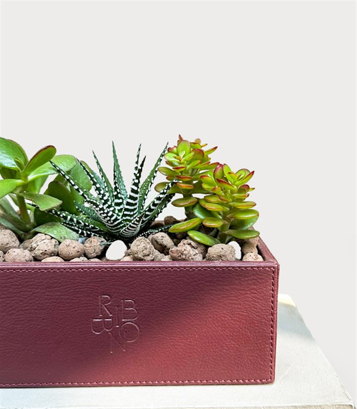 Bordo Deri Kutuda Sukulent