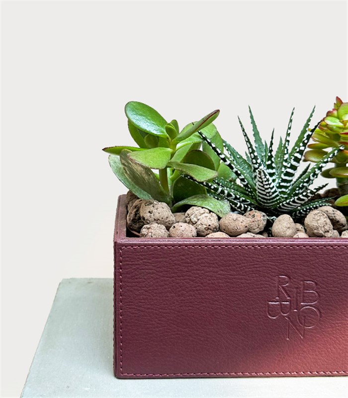 Bordo Deri Kutuda Sukulent