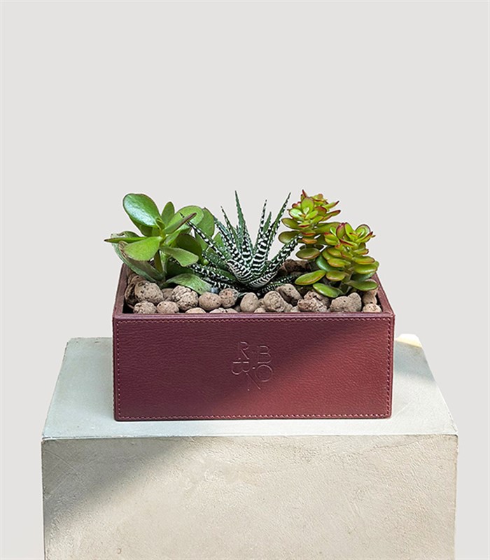Bordo Deri Kutuda Sukulent