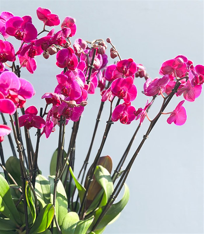 Royal Deluxe Eskitme Saksı 20 Dallı Orkide Fuşya