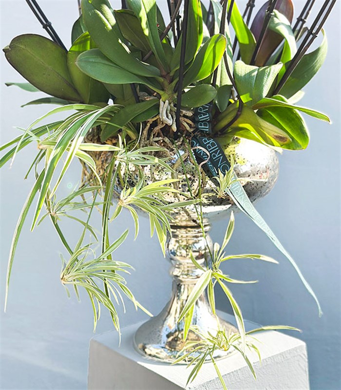 Royal Deluxe Eskitme Saksı 20 Dallı Orkide Fuşya