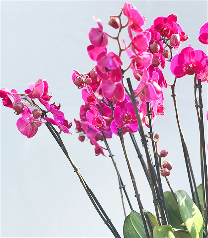 Royal Deluxe Eskitme Saksı 20 Dallı Orkide Fuşya