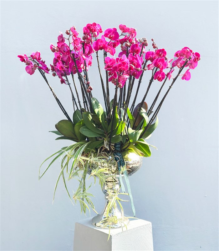 Royal Deluxe Eskitme Saksı 20 Dallı Orkide Fuşya