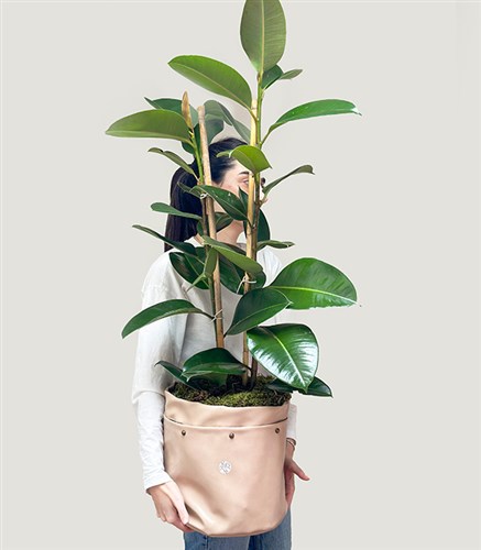 Krem Deri Saksıda Ficus Elastica Robusta Kauçuk Bitkisi 100 cm