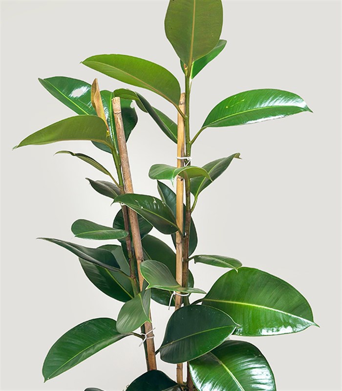 Krem Deri Saksıda Ficus Elastica Robusta Kauçuk Bitkisi 100 cm