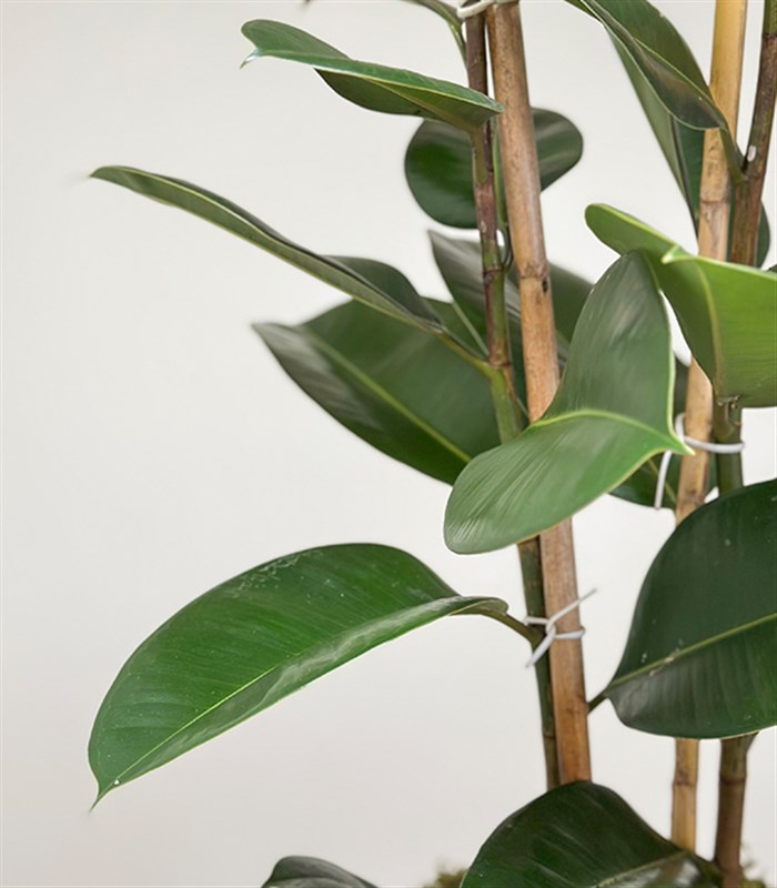 Krem Deri Saksıda Ficus Elastica Robusta Kauçuk Bitkisi 100 cm