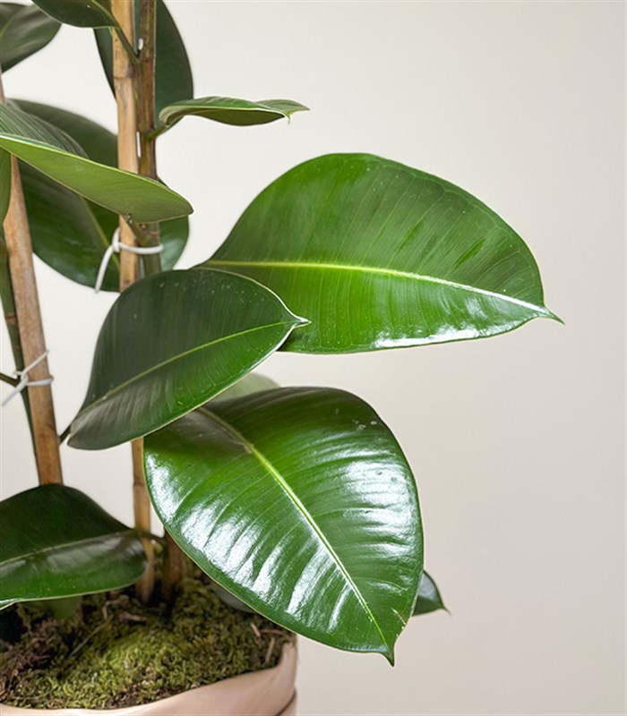 Krem Deri Saksıda Ficus Elastica Robusta Kauçuk Bitkisi 100 cm