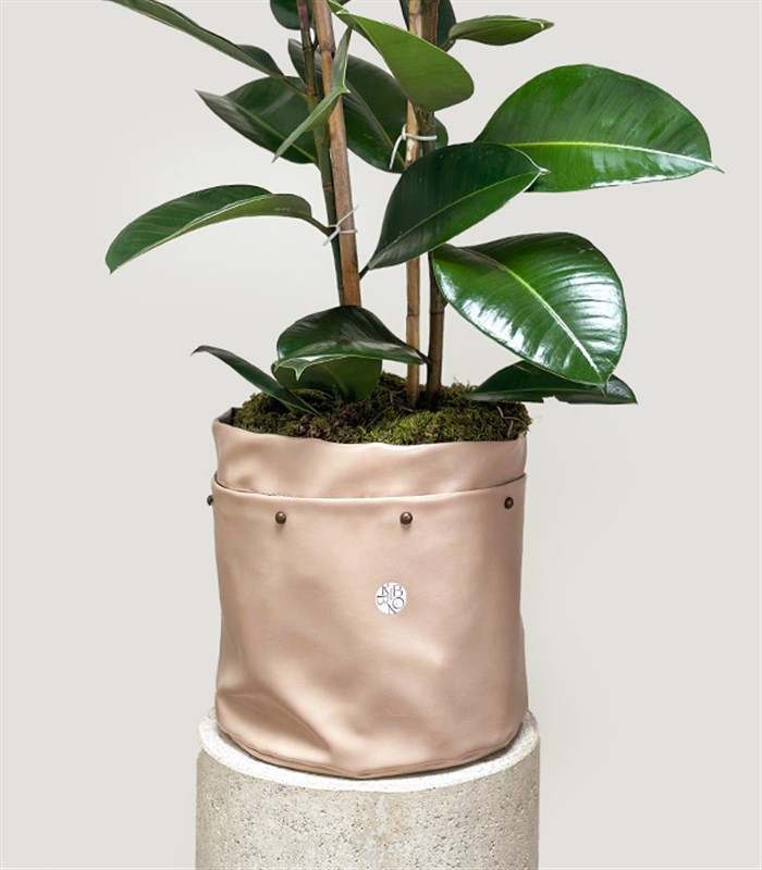 Krem Deri Saksıda Ficus Elastica Robusta Kauçuk Bitkisi 100 cm