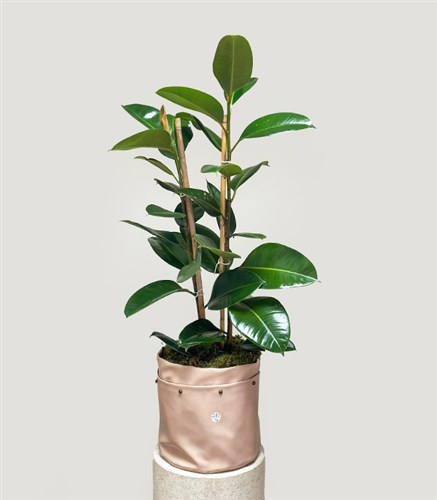 Krem Deri Saksıda Ficus Elastica Robusta Kauçuk Bitkisi 100 cm