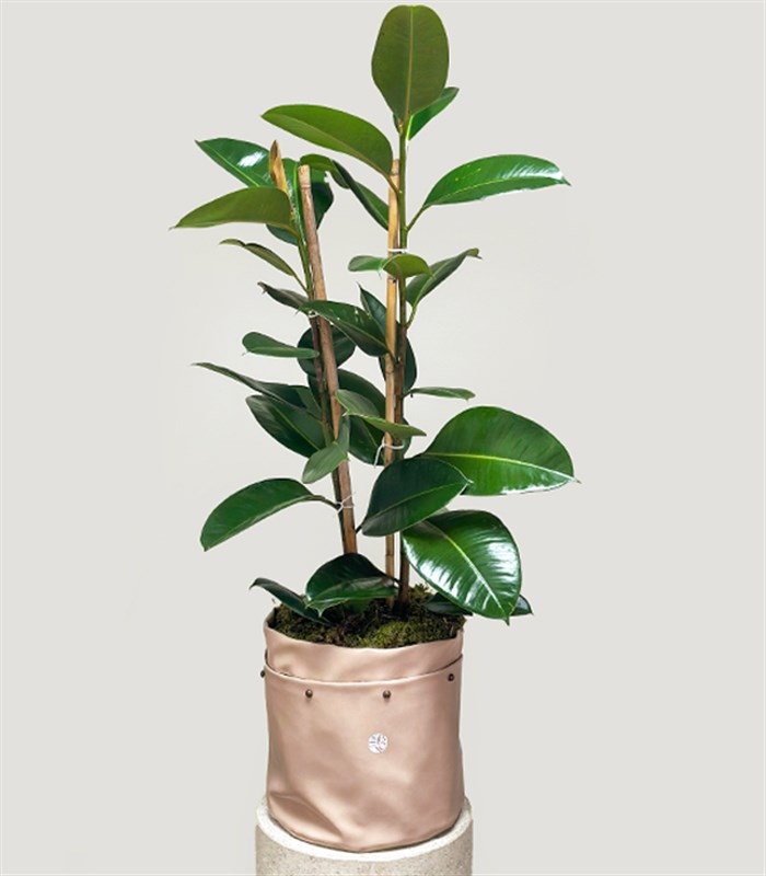 Krem Deri Saksıda Ficus Elastica Robusta Kauçuk Bitkisi 100 cm