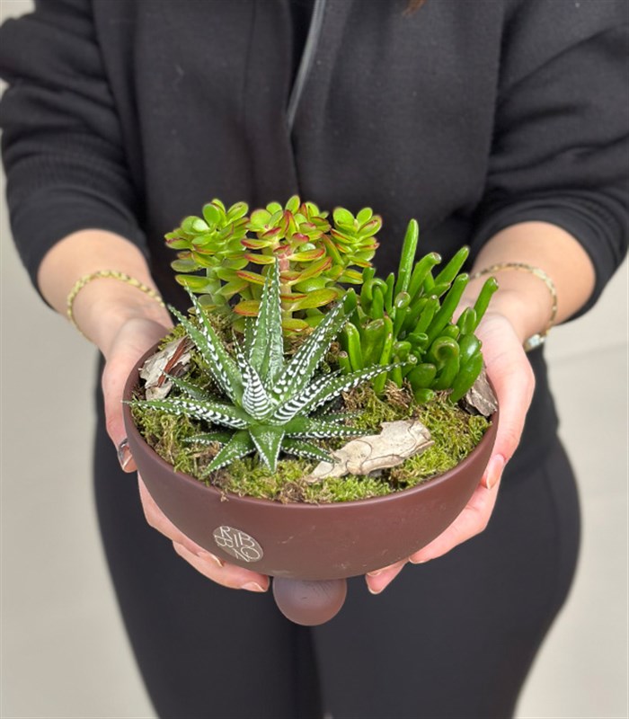 Kahverengi Ayaklı Seramik Saksı Sukulent Bahçesi Deluxe