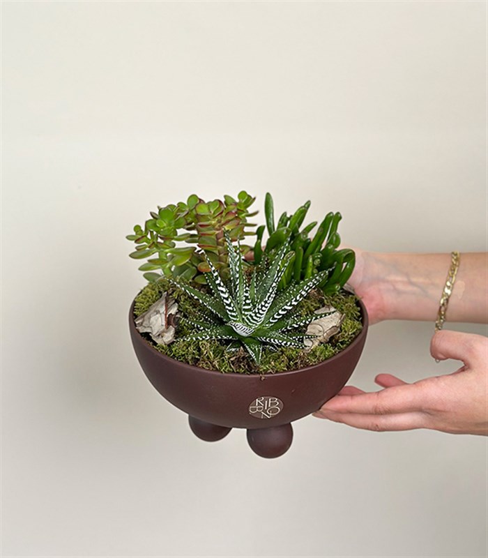 Kahverengi Ayaklı Seramik Saksı Sukulent Bahçesi Deluxe
