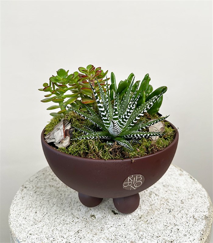 Kahverengi Ayaklı Seramik Saksı Sukulent Bahçesi Deluxe