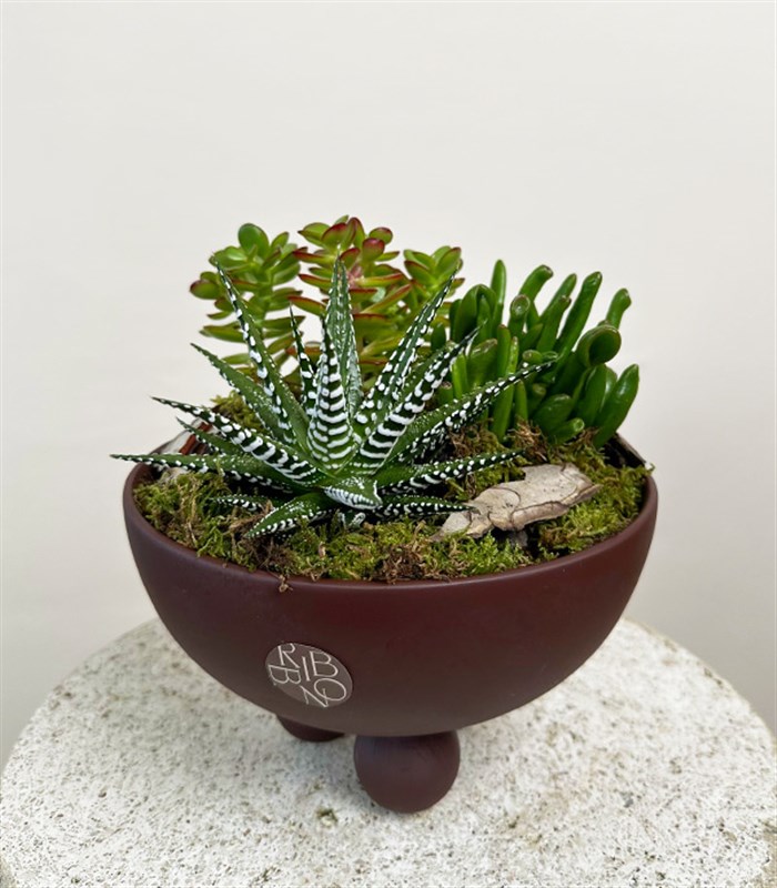 Kahverengi Ayaklı Seramik Saksı Sukulent Bahçesi Deluxe
