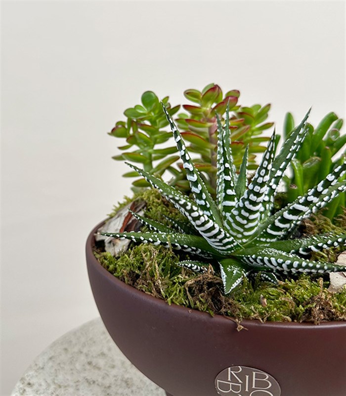 Kahverengi Ayaklı Seramik Saksı Sukulent Bahçesi Deluxe