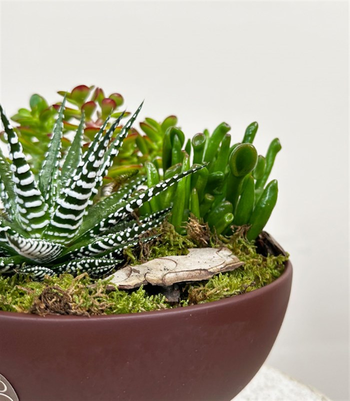 Kahverengi Ayaklı Seramik Saksı Sukulent Bahçesi Deluxe