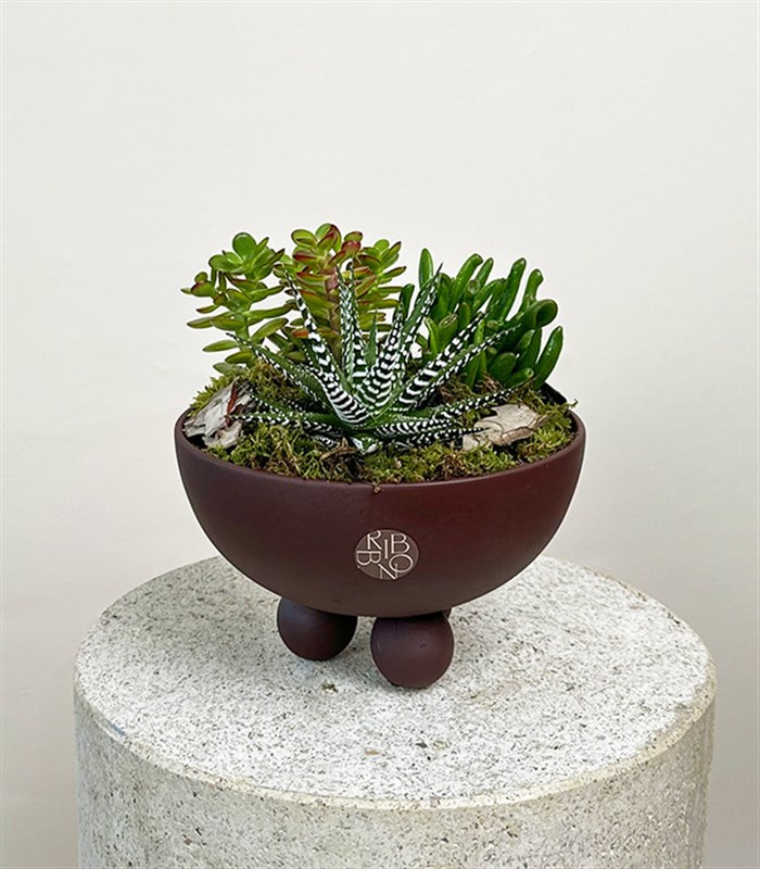 Kahverengi Ayaklı Seramik Saksı Sukulent Bahçesi Deluxe