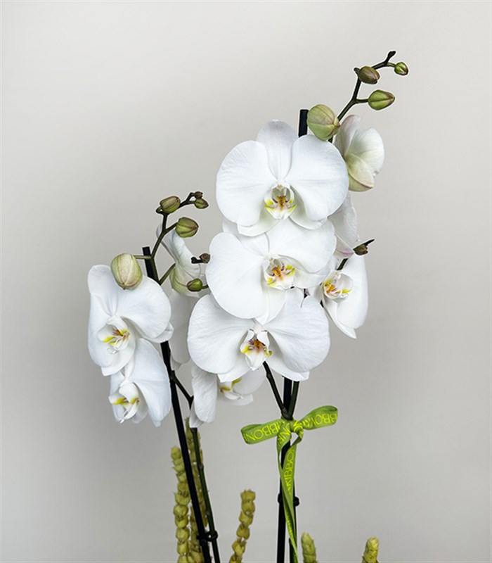 Luxe Turkuaz Seramik Vazoda Beyaz Orkide 2 Dallı