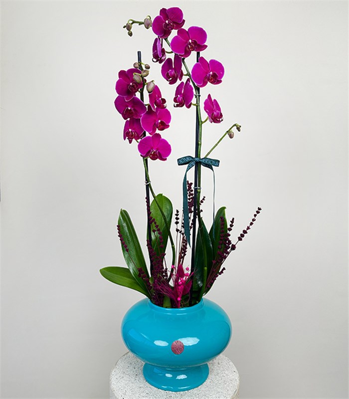 Luxe Turkuaz Seramik Vazoda Fuşya Orkide 2 Dallı