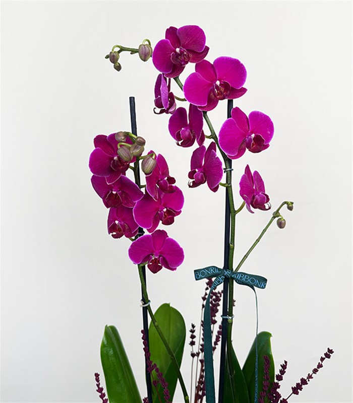 Luxe Turkuaz Seramik Vazoda Fuşya Orkide 2 Dallı