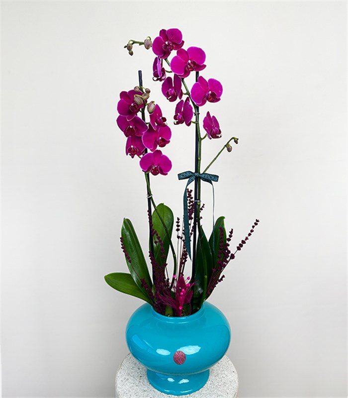 Luxe Turkuaz Seramik Vazoda Fuşya Orkide 2 Dallı