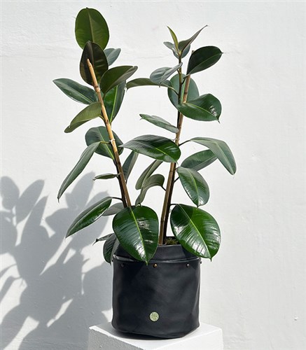Siyah Deri Saksıda Ficus Elastica Robusta Kauçuk Bitkisi 100 cm