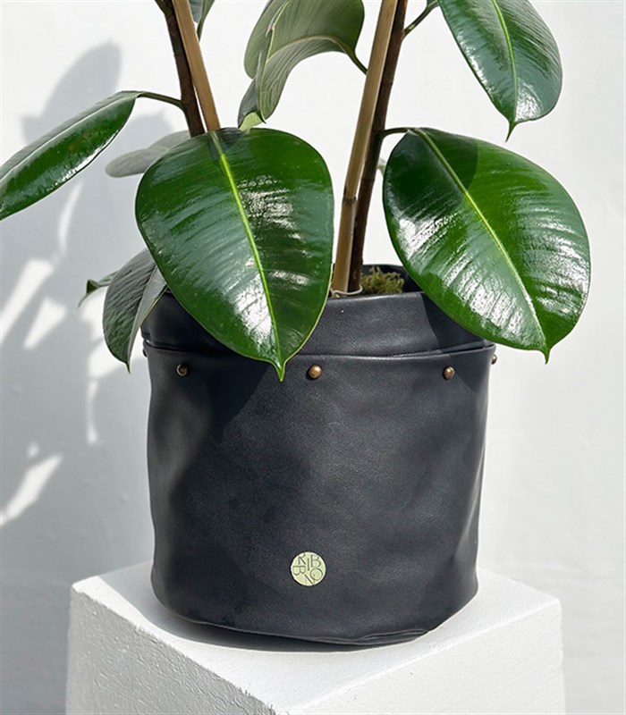 Siyah Deri Saksıda Ficus Elastica Robusta Kauçuk Bitkisi 100 cm