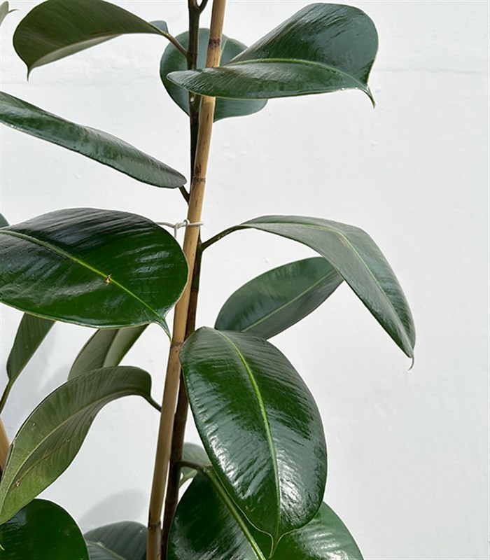 Siyah Deri Saksıda Ficus Elastica Robusta Kauçuk Bitkisi 100 cm