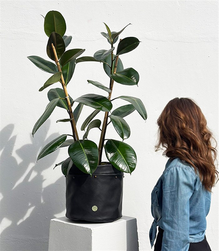 Siyah Deri Saksıda Ficus Elastica Robusta Kauçuk Bitkisi 100 cm