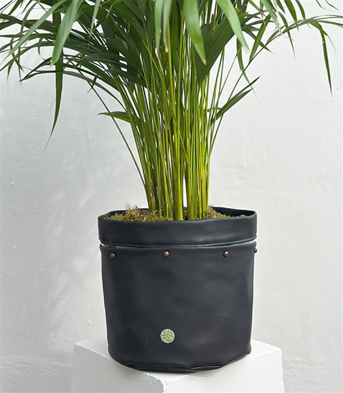 Siyah Deri Saksıda Chamaedora Elegans Dağ Palmiyesi