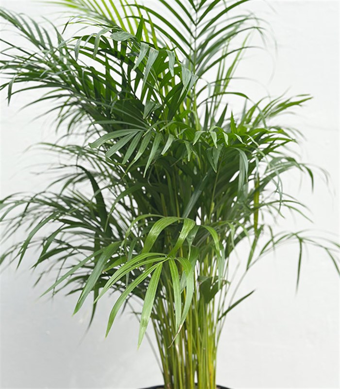 Siyah Deri Saksıda Chamaedora Elegans Dağ Palmiyesi