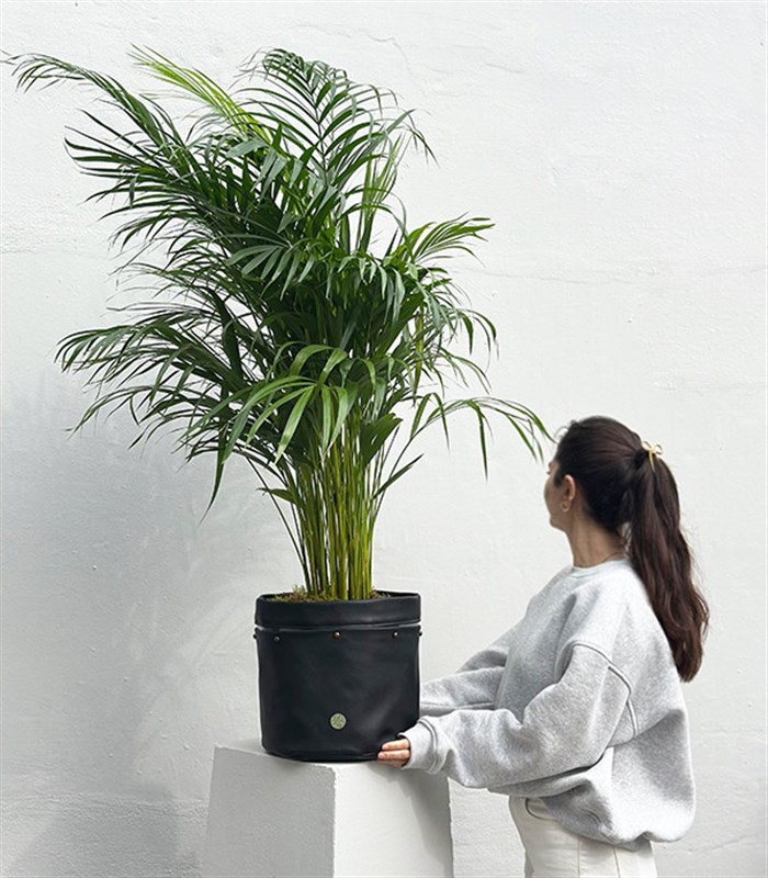 Siyah Deri Saksıda Chamaedora Elegans Dağ Palmiyesi