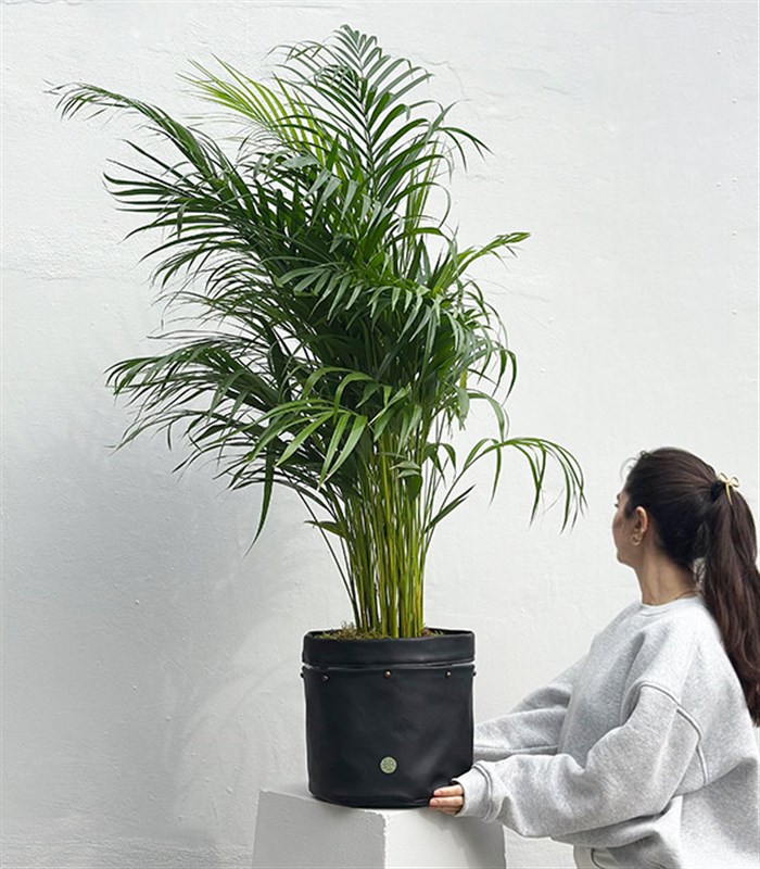 Siyah Deri Saksıda Chamaedora Elegans Dağ Palmiyesi