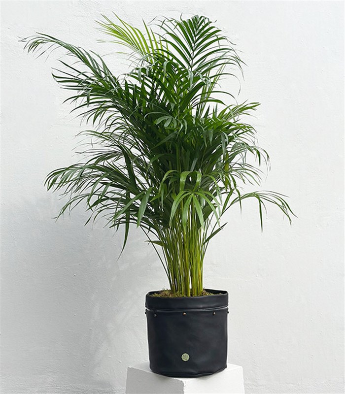 Siyah Deri Saksıda Chamaedora Elegans Dağ Palmiyesi